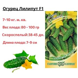 Огурцы сорта лилипут