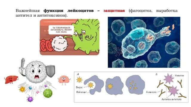 Функция фагоцитов лейкоцитов лимфоцитов. Лейкоциты вырабатывают антитела. Т лимфоциты вырабатывают антитела. Лейкоциты вырабатывают антитела. Функция заболевания лейкоцитов.