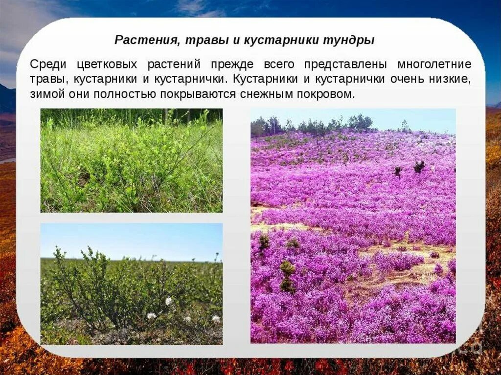 Сообщение о растении тундры 4 класс окружающий. Тундра природная зона растения. зона тундры растительный мир. травы тундры. тундра 4 класс.