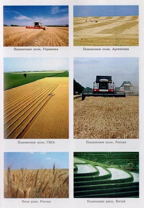 Агроценоз поля. Природа агроэкосистемы. Агроэкосистема поле. Агроэкосистема пшеница. Агроценоз поле пшеницы.