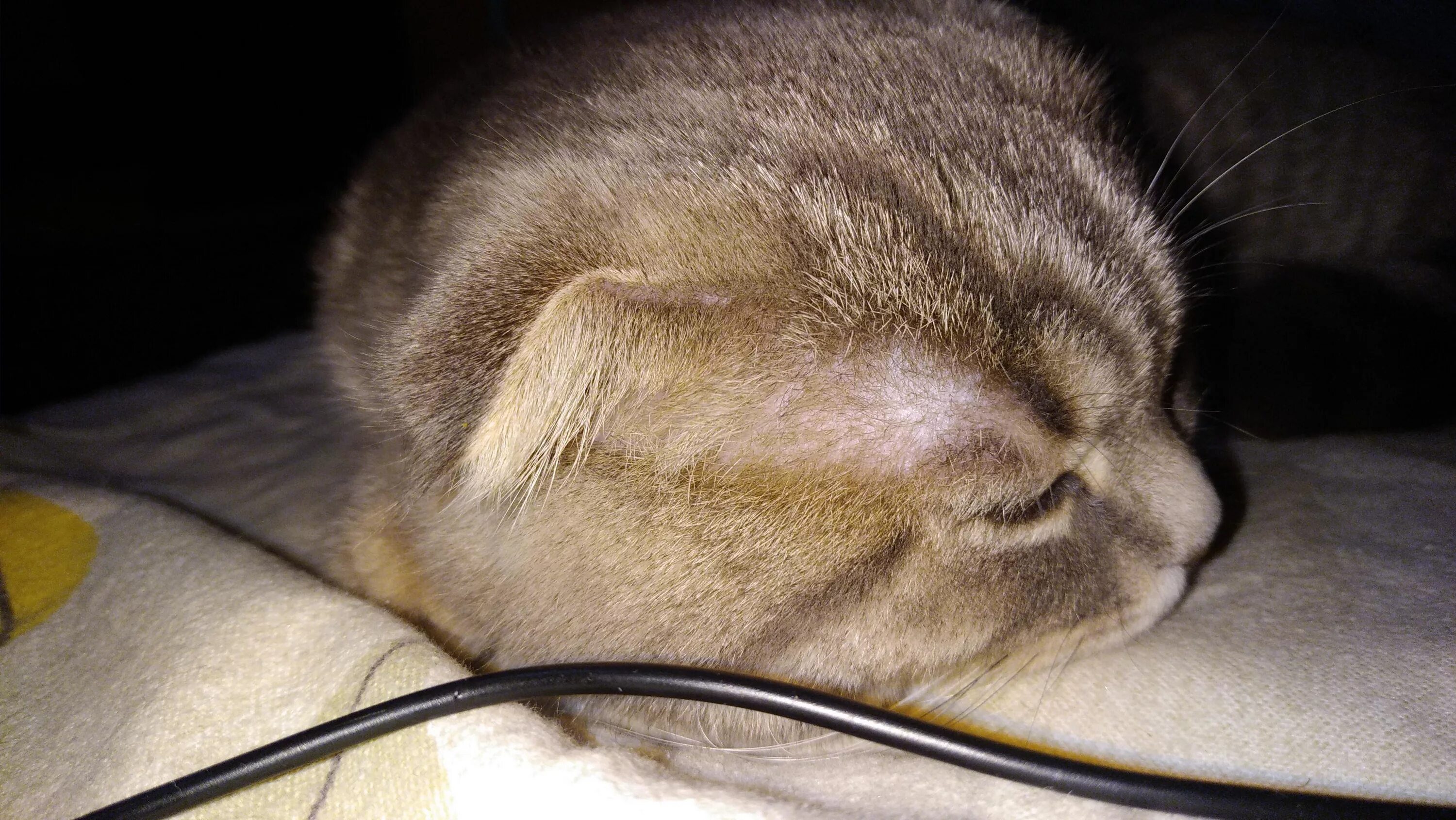 Залысина у шотландского кота. Блошиный аллергический дерматит. Залысины у кошки над глазами. Залысины у кошки над глазами. Кошки над ушами.