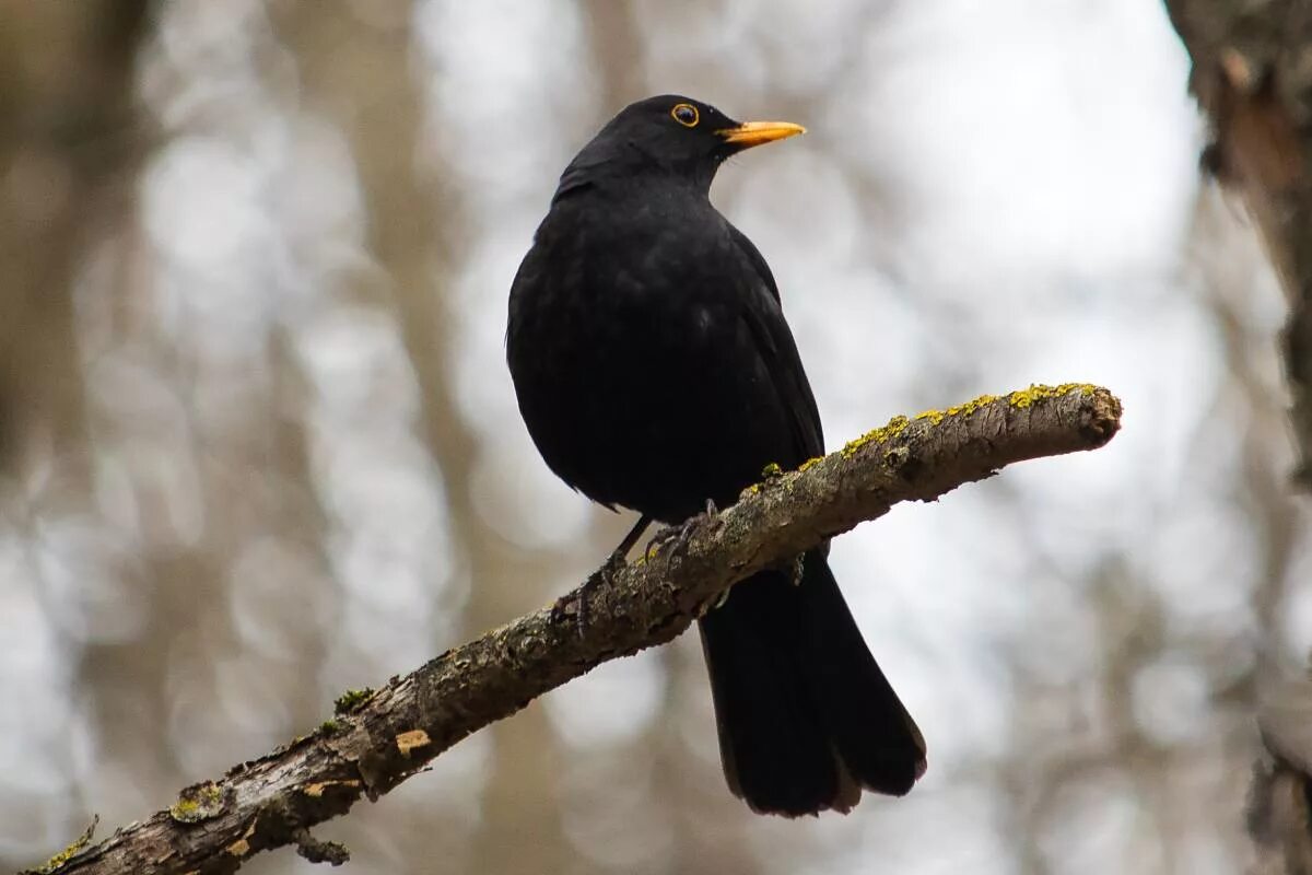 Blackbird bird. Желтоклювый дрозд. blackbird черный дрозд.
