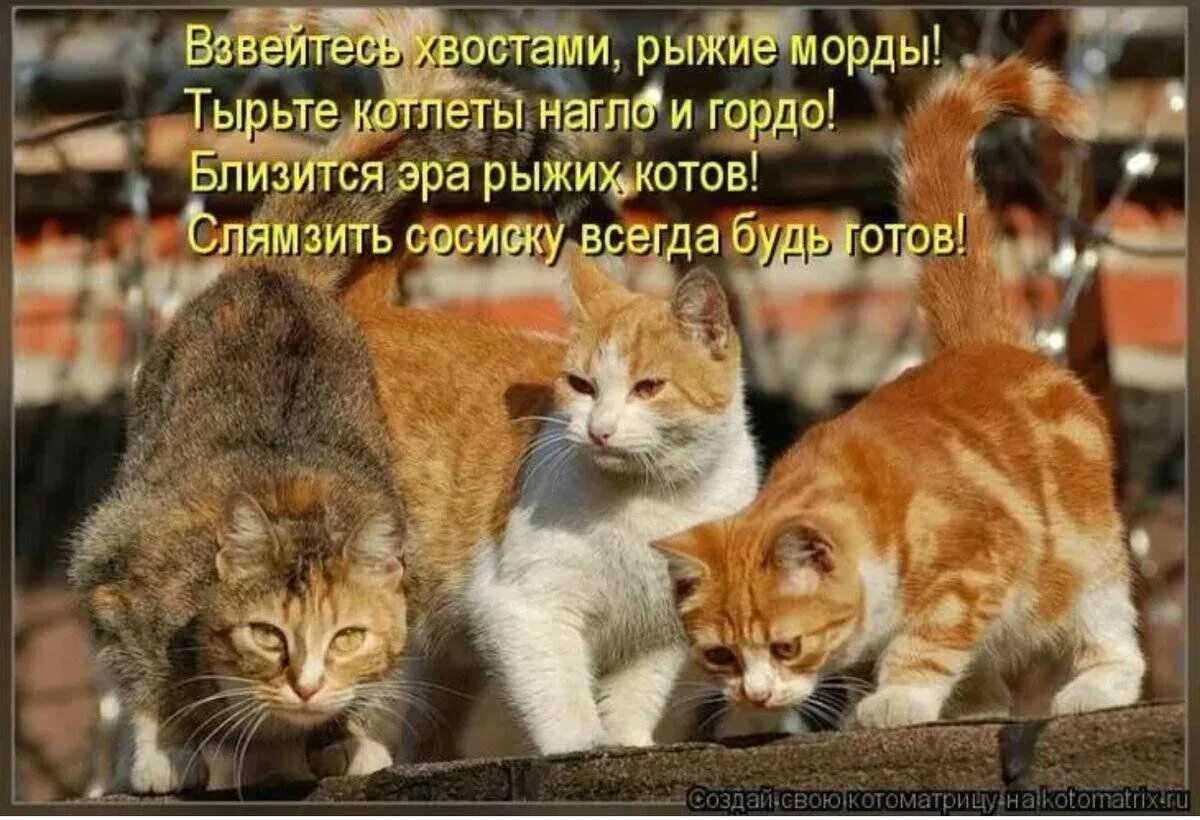 Смешные истории из жизни животных
