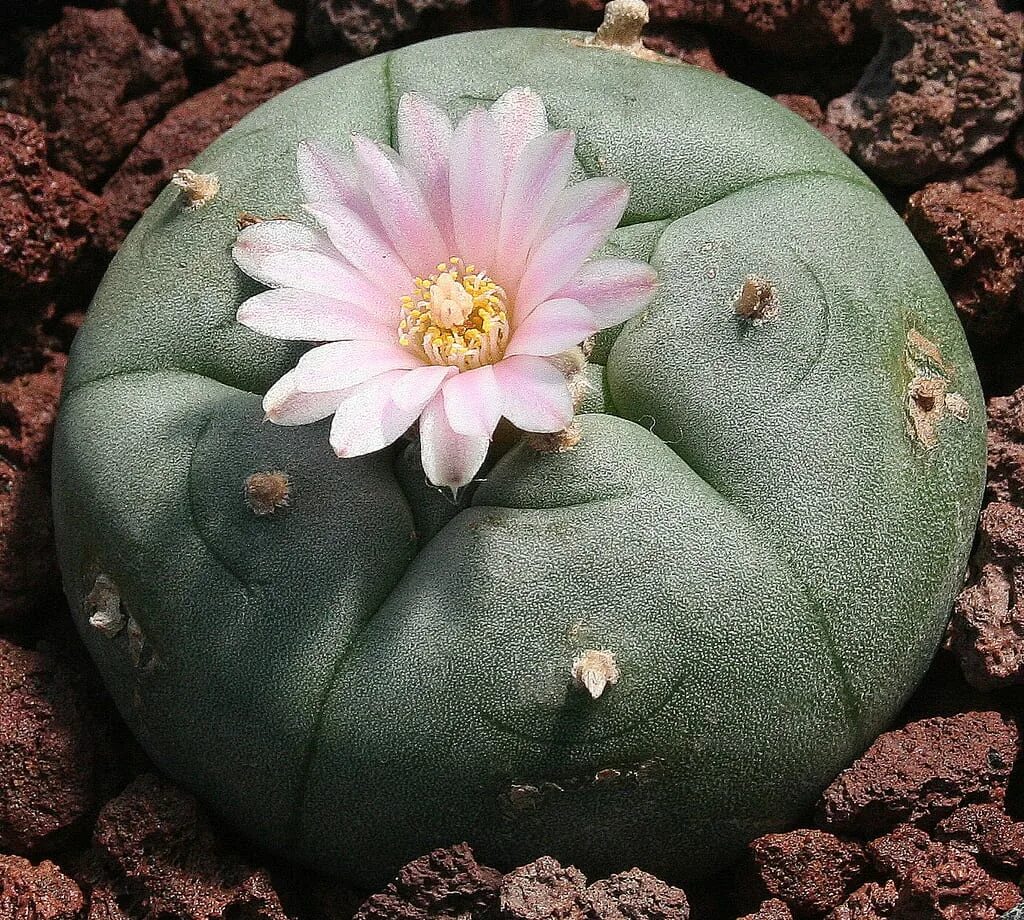 Кактус содержащий мескалин. Мескалин (пейот). кактус lophophora williamsii. пейот (lophophora williamsii. пейотль (lophophora williamsii) – кактус,.
