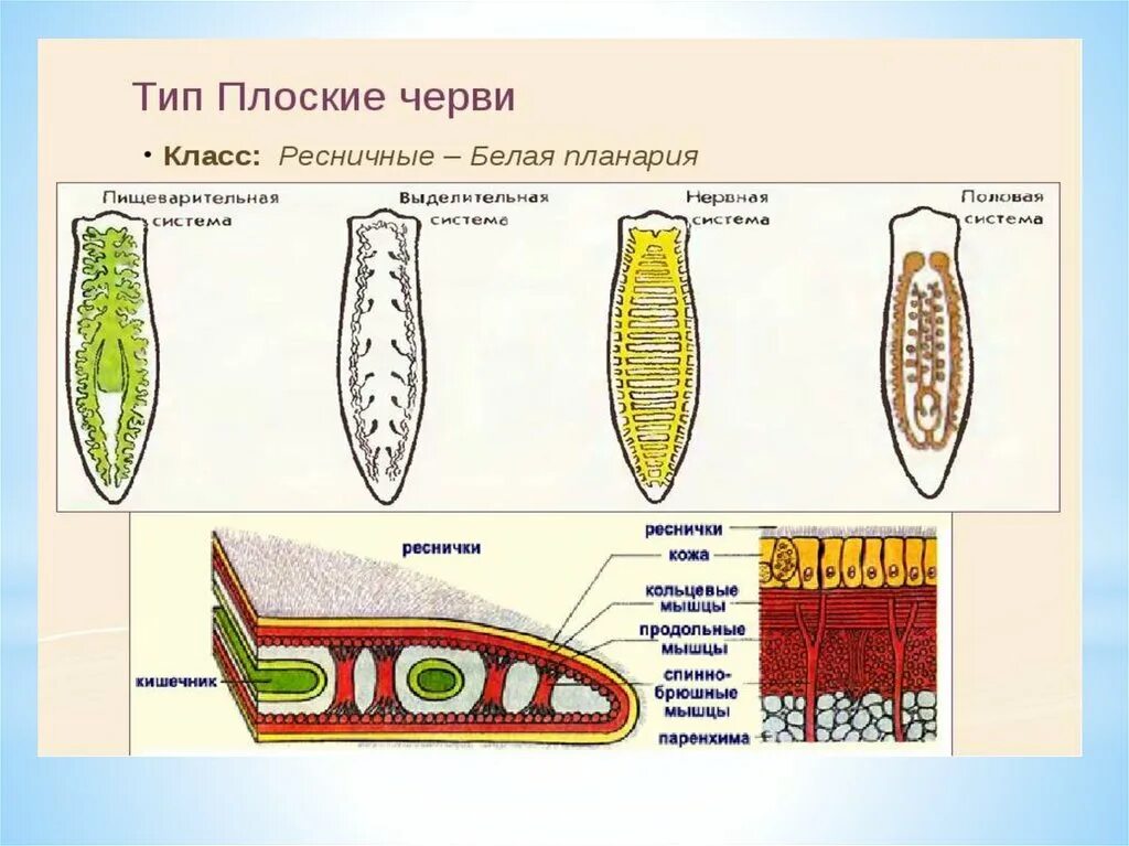 Тип плоские черви планария. Строение систем органов плоских червей. Системы органов планарии. Плоские черви биология строение. Назвать плоских червей