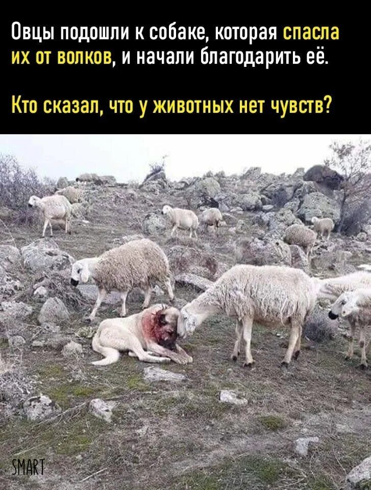 Всю жизнь овца волков. Стая Баранов. Овца благодарит собаку. Собака пастух. Волки и овцы.