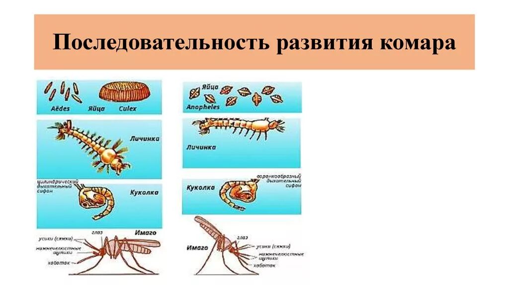 Стадии развития комара. Стадий развития малярийного комара. Схема процесса развития комара. Цикл развития личинка комара.