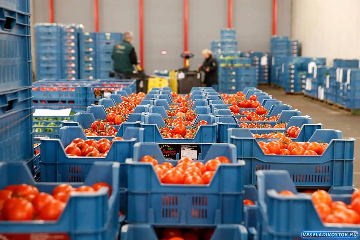 импортные продукты питания. поставки продовольственных товаров. продовольственный и непродовольственный рынок. поставки продовольственных товаров. поставки продовольственных товаров.