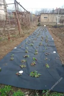 Чем можно укрыть клубнику