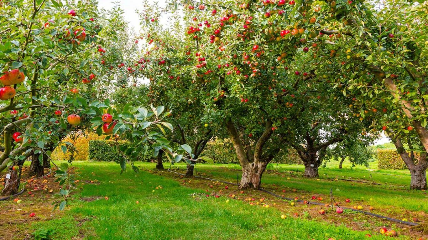 Куракина дача яблони. Косточковые плодовые деревья. Яблоня Кабардинка. Фруктовые деревья для сада.