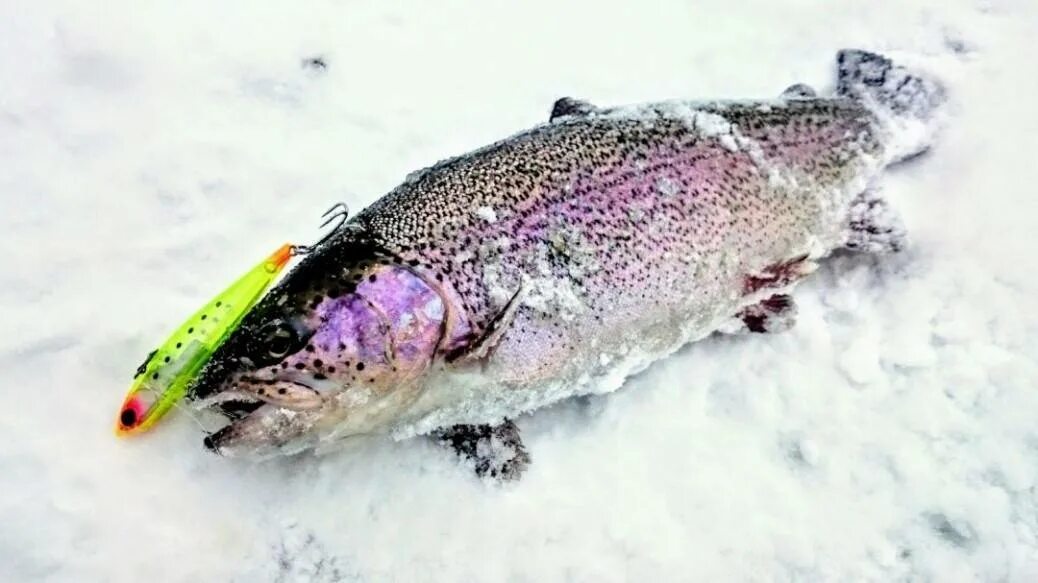 Зимняя рыбалка на форель на платнике зимой. Форель зимой. Ратлины для зимней рыбалки на форель. Севанский ишхан рыба. Рыбалка на форель на платнике зимой.