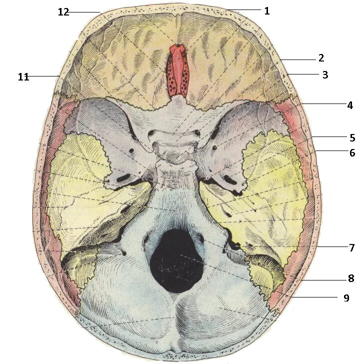 Основание черепа Черепные ямки. Черепные ямки внутреннего основания черепа. Внутреннее основание черепа анатомия ямки. Основание черепа ямки отверстия. Мозговое основание черепа