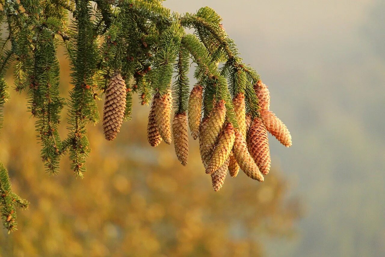 Сосна пихта ольха лиственница. Ель шишки и хвоинки. Сосна ель лиственница шишки. Ветка пихты с шишками. Пихта Тайга шишки.
