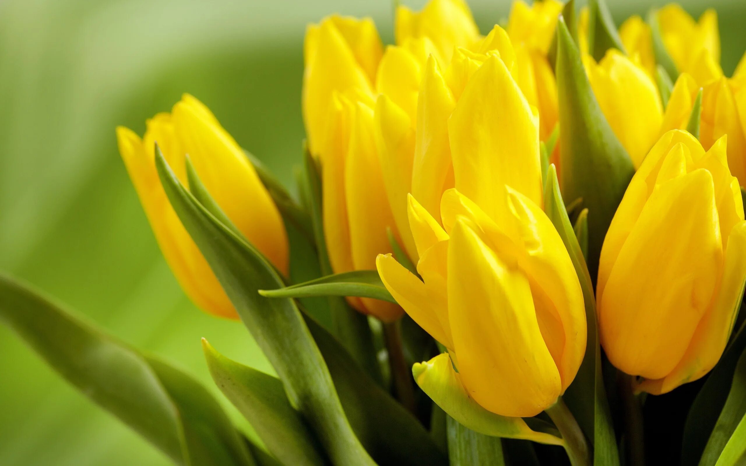Полевые желтые тюльпаны. Голландские желтые тюльпаны. Тюльпан AXEBON желтый. Тюльпан желтый Stengel. Обои желтые тюльпаны