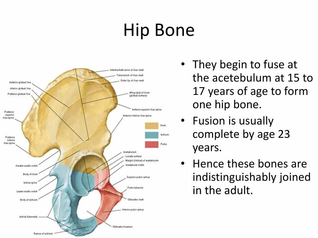 Hip Bone Bone. Hip Bone шаблон. Hip-Hip Bone. Хип Боун шаблон. The bones form