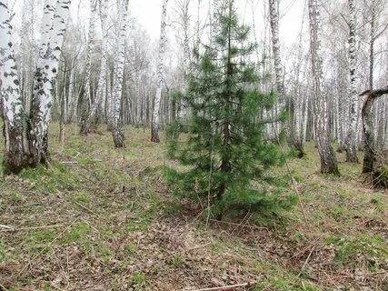 Ели весной