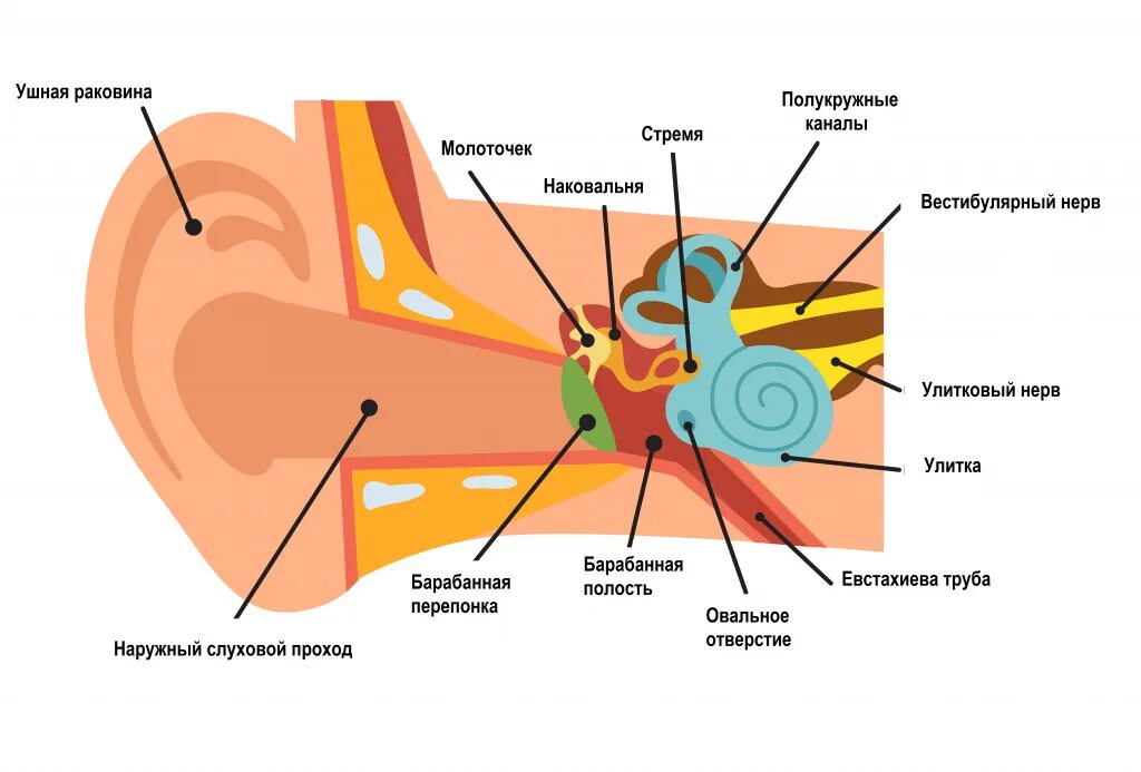 Почему пульс в ушах. Среднее ухо человека строение схема. Механизм звукопроведения и звуковосприятия. Диаграмма анатомии уха.
