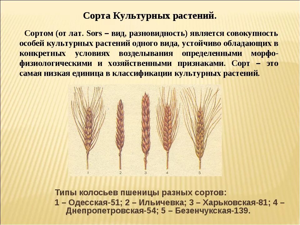 1 сорт пшеницы. Сорта пшеницы. Разные сорта пшеницы. Современные сорта пшеницы. Твердые сорта пшеницы.