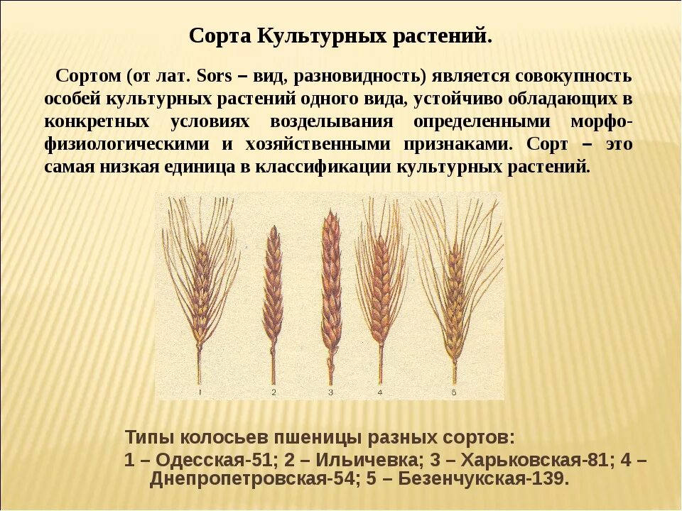 Какое строение имеет пшеница
