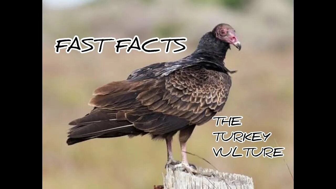 Аватарка vulture. Vulture перевод. Vultures перевод на русский. Vultures перевод на русский. Buzzard bait.