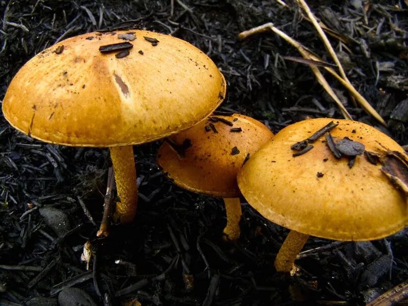 Грибы шляпка желто коричневая. Pholiota highlandensis. Гриб с желтой шляпкой. Маленькие желтые грибы. Гриб тонкая ножка желтая шляпка.