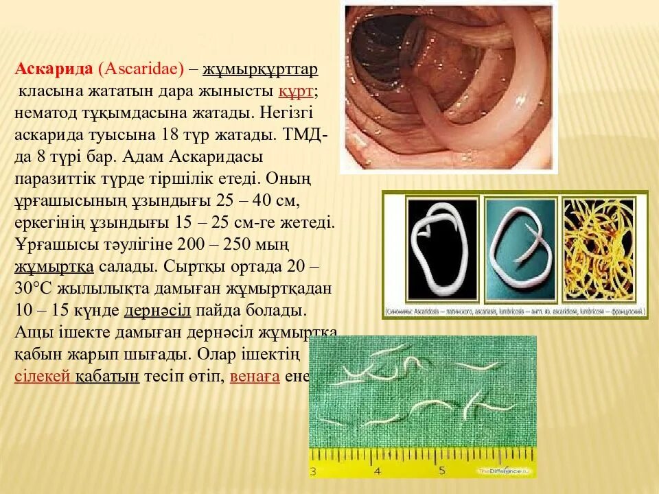 Какой вред могут причинить взрослые аскариды человеку. Аскаридоз презентация.