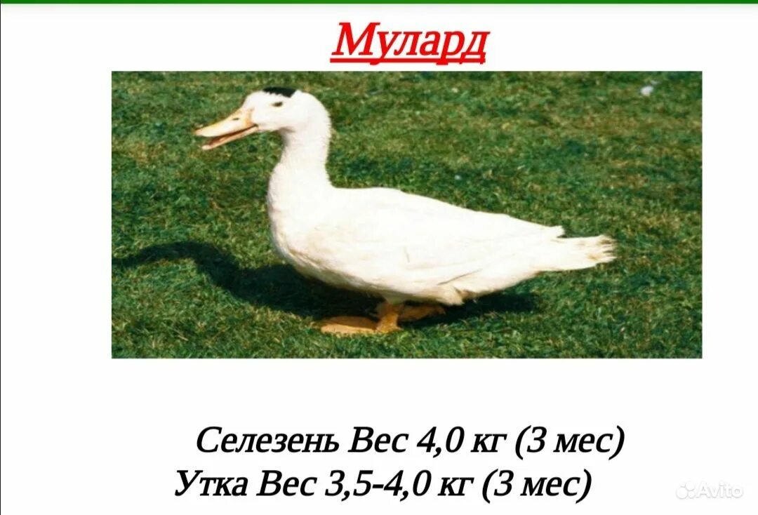 утята породы черри велли. утята черри велли. пекинская утка черри велли. утята черри велли. утка черри велли.