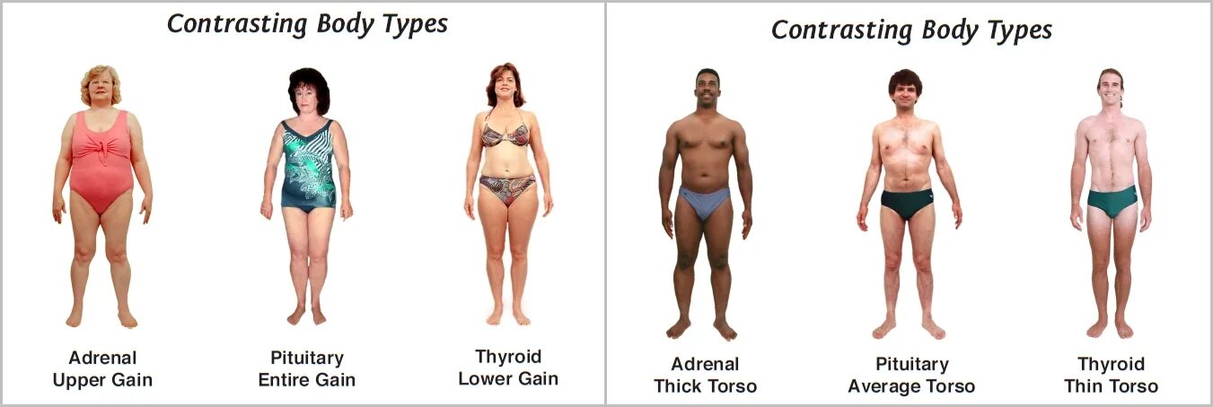 This type of body. Average тело. slim body type. thin body type. thyroid body type.