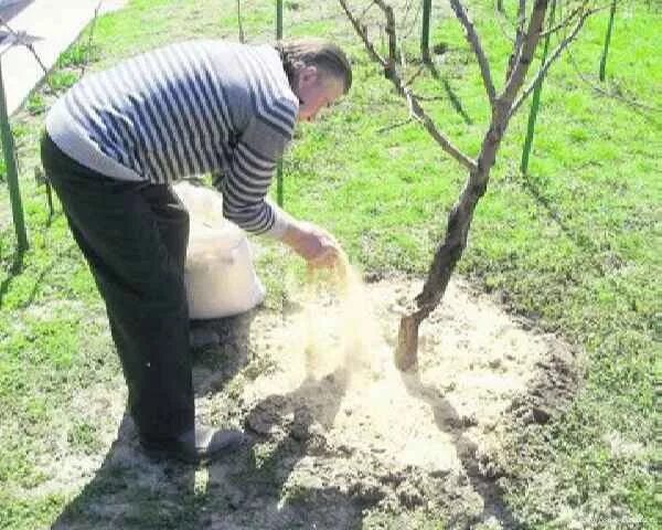 Чем можно подкормить деревья. Подкормка плодовых кустов. Подкормка яблонь осенью. Зола дерева. Известь под яблони весной.