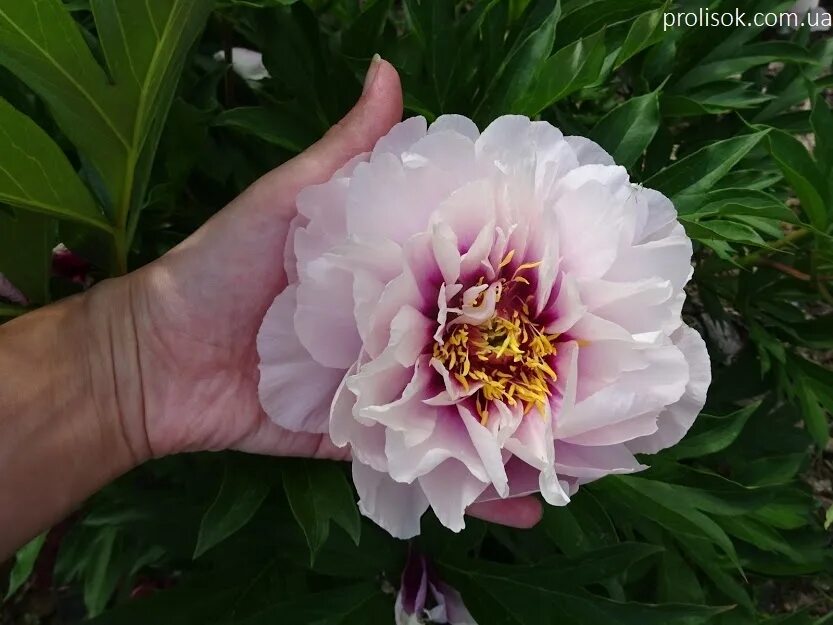 Cora Louise Itoh - Cady's Falls Peonies, Itoh peonies, Woodland garden