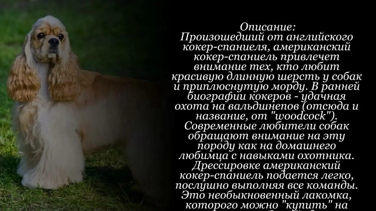 Параметры кокер спаниеля английского. Кокер спаниель собака описание. Русский кокер спаниель описание. Спаниель собака характеристика. Английский той-спаниель.