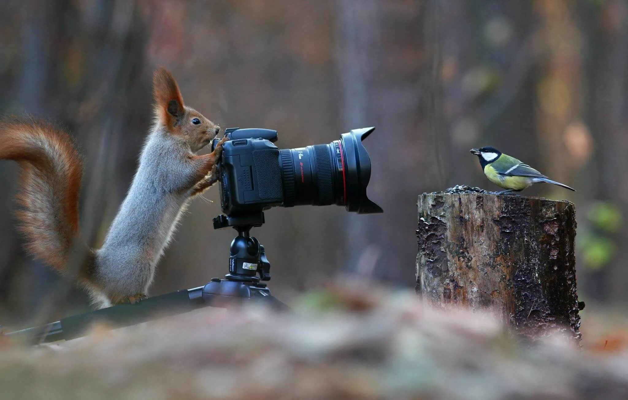 Наблюдая за жизнью животных. Фотографирование животных. Животные с фотиком. Фотограф фотографирует природу. Синица и белка с фотоаппаратом.