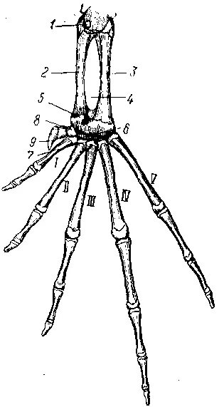 Скелет задней конечности ящерицы. Интеркарпальный сустав у рептилий. Скелет задней конечности лягушки. Скелет передних конечностей лягушки