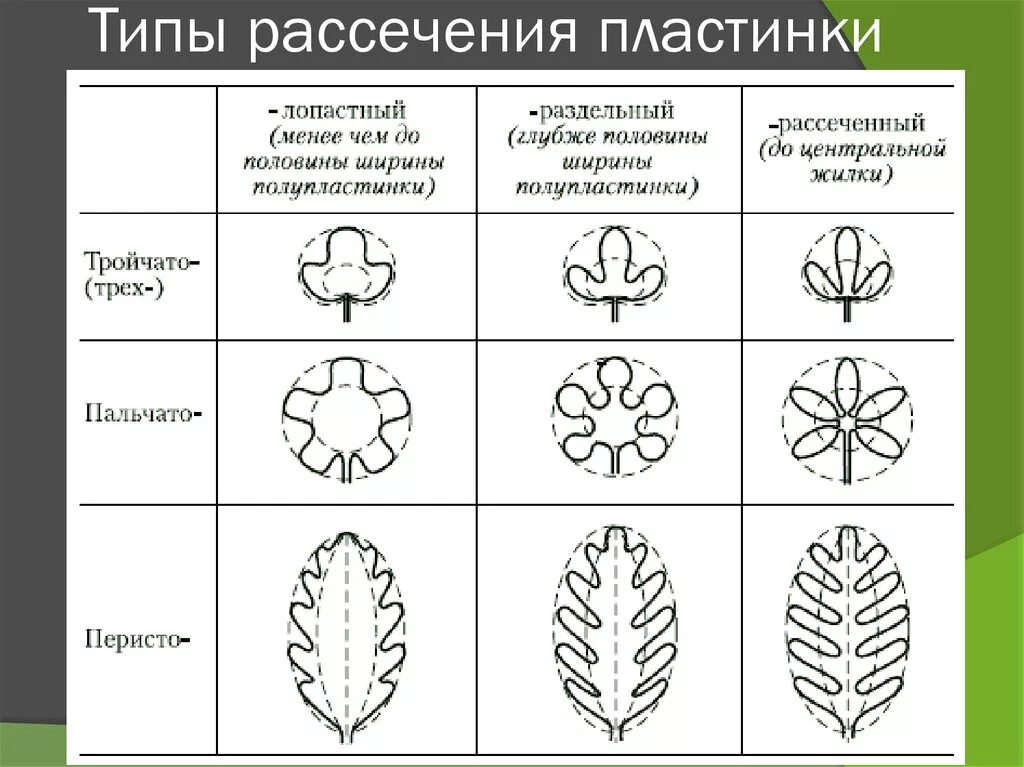 Перисто рассеченная форма листа. Типы простых листьев по расчленению листовой пластинки. Форма расчленения листовой пластинки. Типы рассечения листовой пластинки. Степень расчленения листовой пластинки.