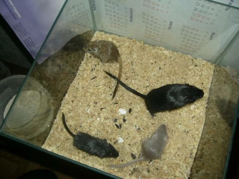 Песчанка бермис. Песчанка домашняя. Хомяк песчанка. Содержание песчанок. Песчанки домашние.