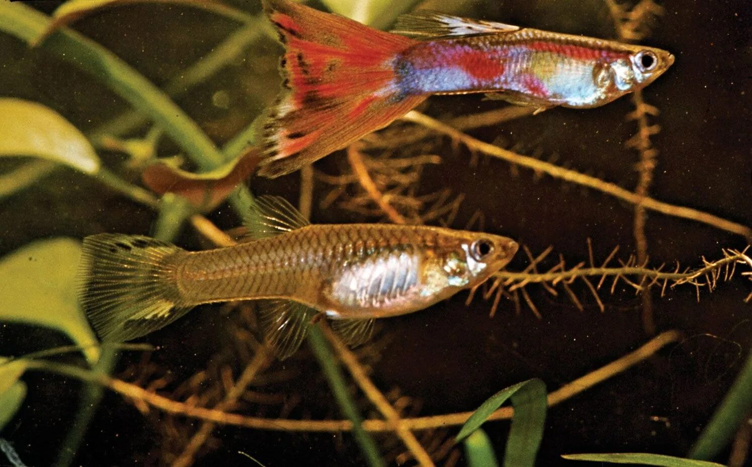 Гуппи какой размер. Гуппи poecilia reticulata. рыба гуппи poecilia reticulata. гуппи самка. гуппи самец и самка.