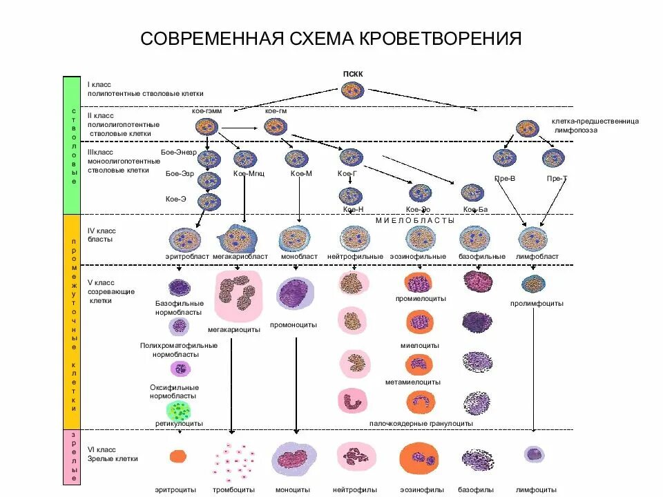 Постэмбриональный гемопоэз. Схема кроветворения стволовая клетка. Схема кроветворения и.л.Чертков а.и.воробьёв. Схему кроветворения Черткова-воробьёва. Клетки крови схема кроветворения.
