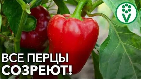 Перцы созревание плодов