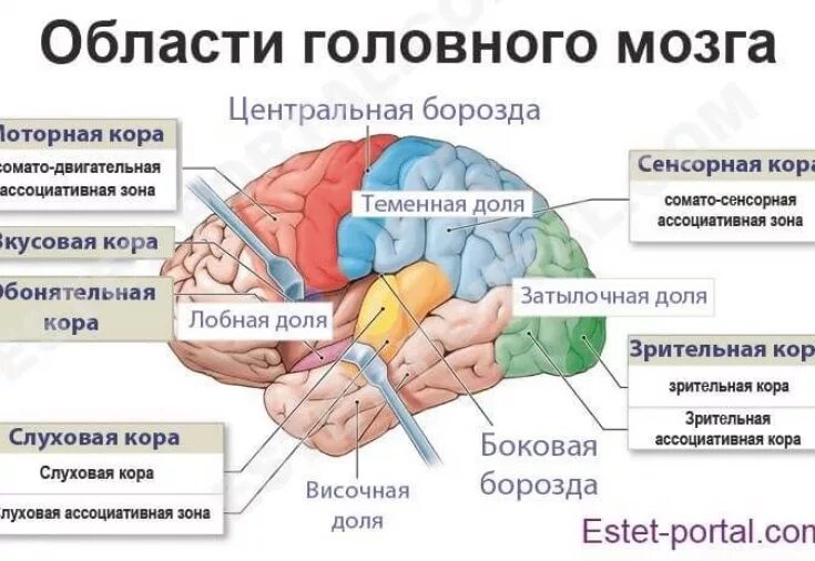 Восстановление коры головного мозга