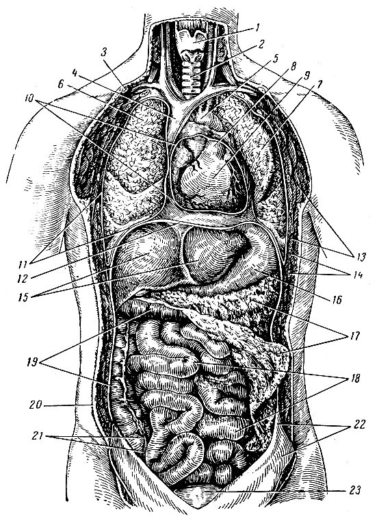 Брюшная и грудная полость тела. Строение человека внутренние органы. Брюшная полость анатомия схема. Атлас внутренних органов брюшной полости человека. Скелет брюшной полости человека анатомия.