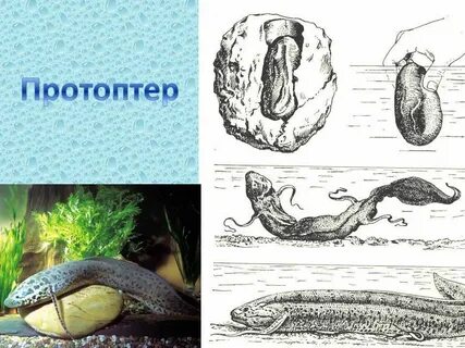 Двоякодышащие рыбы виды