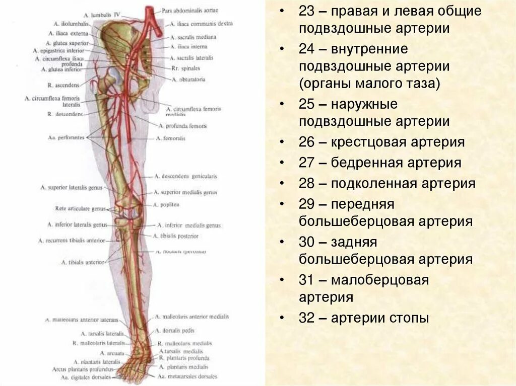 Ветви наружной подвздошной артерии схема. Наружная бедренная артерия анатомия. Сосуды таза и нижних конечностей схема. Бедренная артерия Неттер.