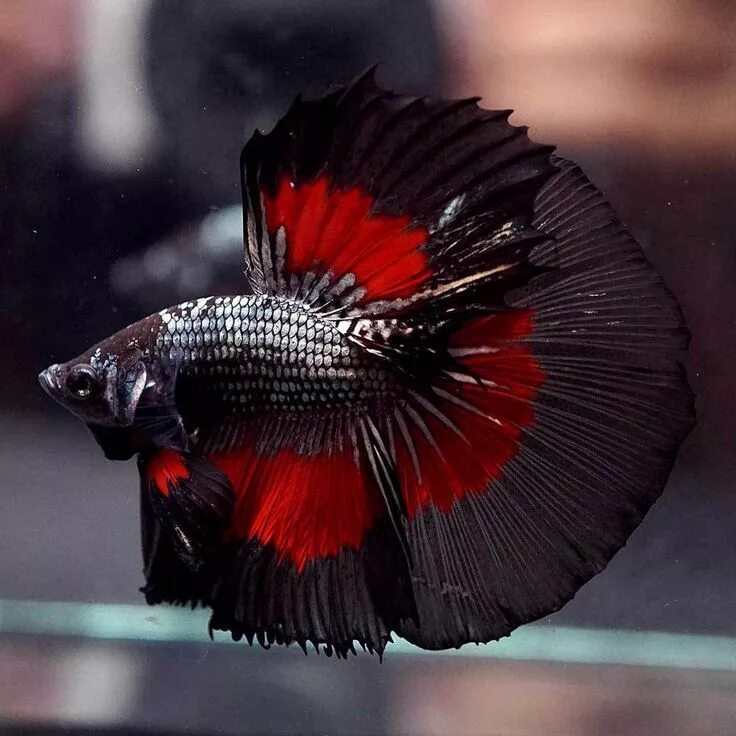 Красно черные рыбки