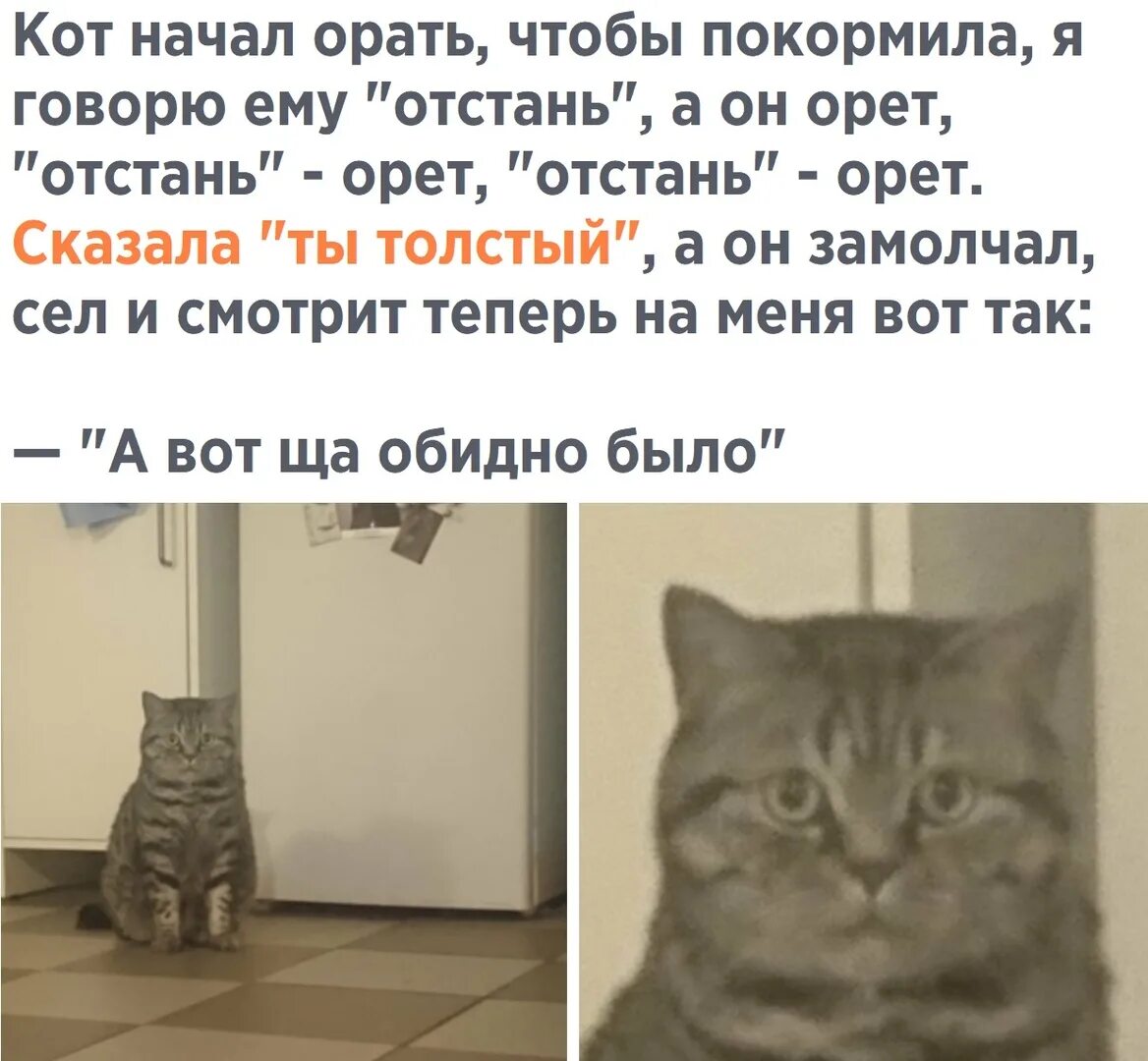 Смысл есть кот. Чего ваш кот орет. кот говорит покорми меня. кошка которая начала говорить. когда коты начинают кричать.