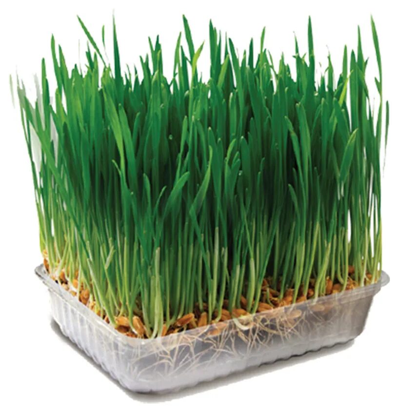 Трава для проращивания дома. Прорастить ростки пшеницы. Triol травка для животных 70 г. Микрозелень овес. Пророщенная травка для животных.