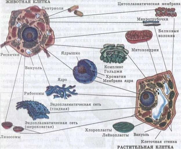 Органоиды растительной клетки схема. Строение органоидов растительной и животной клетки. Схема строения животной и растительной клетки. Строение органелл растительной клетки и животной. Вставь текст органоиды растительной клетки