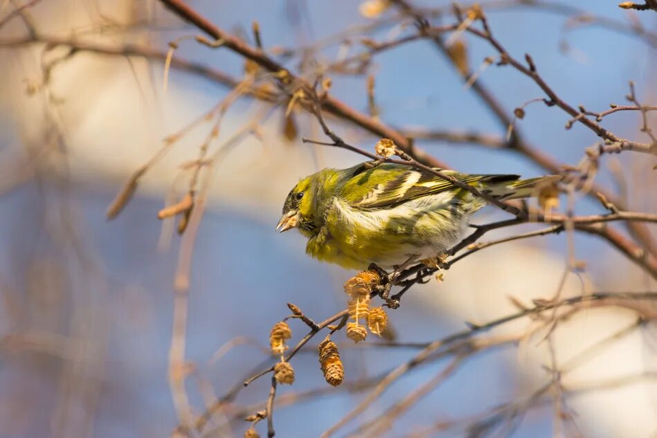 Чиж птица года конкурс. Чижик птица. Чиж (лат. Carduelis Spinus. Чиж Siskin. Североамериканский Чиж.