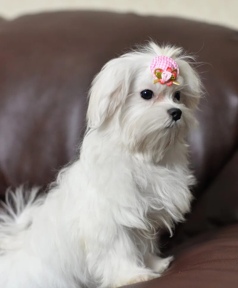 йоркширский терьер с болонкой. йорк и мальтезе. йорк болонка. китайская болонка. микс терьера с болонкой.