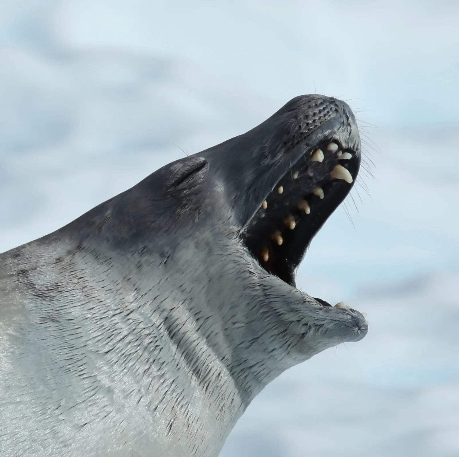 Зубы тюленя. Тюлень-крабоед. Тюлень крабоед в Антарктиде. Тюлень крабоед Lobodon carcinophagus. Морской леопард и тюлень крабоед.