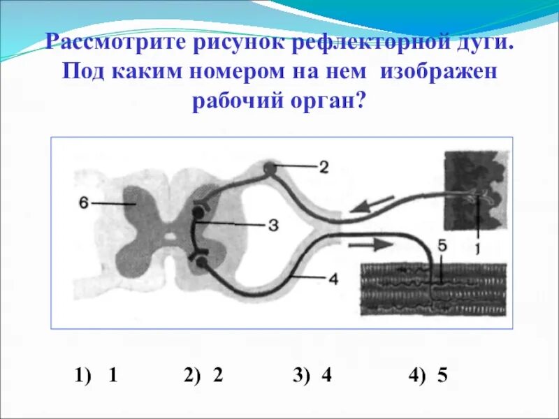 Подпишите элементы рефлекторной дуги. Рефлекторная дуга схема егэ биология. строение рефлекторной дуги егэ. рефлекторная дуга егэ. схема рефлекторной дуги огэ биология.